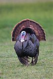 Wild Turkey